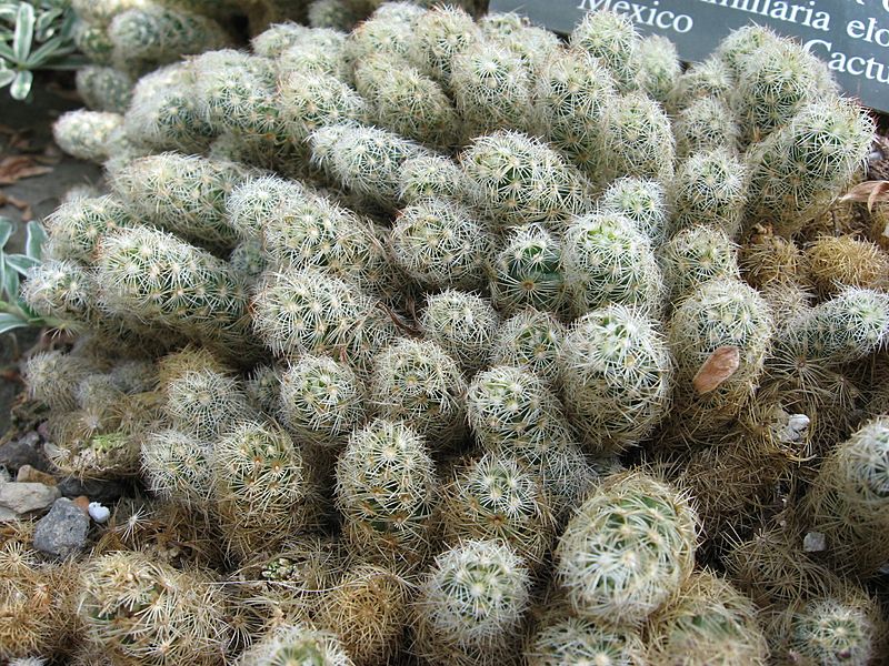 MammillariaElongata2