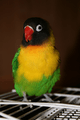Masked Lovebird (Agapornis personata) pet on cage.png