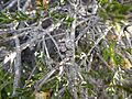 Melaleuca bracteosa fruits