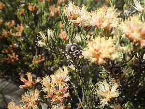Melaleuca dichroma fruit