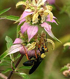 Monarda pollination 2012