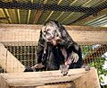 Monk saki monkey