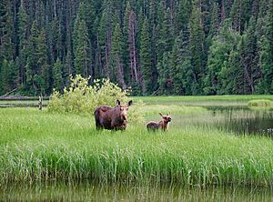 Moose in Bowron Lake Provincial Park, BC (DSCF3986)