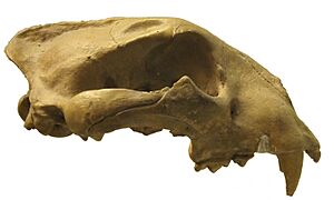 Museo di storia naturale (Florence) - Panthera onca augusta.jpg