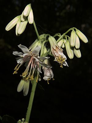 Nabalus albus bloom