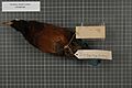Naturalis Biodiversity Center - RMNH.AVES.1311 2 - Paradisaea rudolphi rudolphi (Finsch, 1885) - Paradisaeidae - bird skin specimen