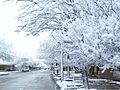 Nieve LaCarlota