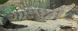 Nile Crocodile Side View 2620px