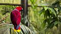 North Carolina Zoo, Asheboro, United States (Unsplash)