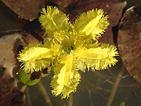 Nymphoides crenata P6130209