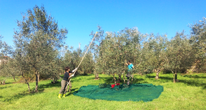 Olive harvest in Baruffi