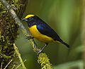 Orange-bellied Euphonia - Ecuador S4E5535 (22621854444)