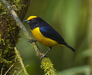 Orange-bellied Euphonia - Ecuador S4E5535 (22621854444).jpg