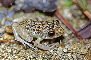 Oriente Mottled Frog (Eleutherodactylus simulans) (8571332655).jpg