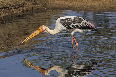 Painted stork (Mycteria leucocephala) catching fish 2 of 3