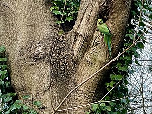 Parakeet outside its nest (Hampstead Heath)