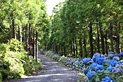 Parque Florestal da Mata da Serreta, Interior da ilha Terceira, Açores, Portugal
