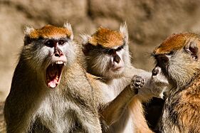 Patas monkey group