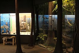 Pennsylvanian Diorama UIMNH