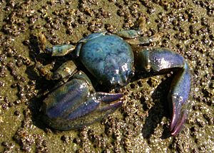 Petrolisthes elongatus (New Zealand half crab)