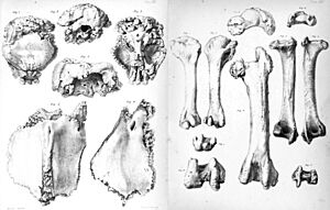 Pezophaps stalagmite