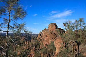 Pinus sabiniana Pinnacles NM 2