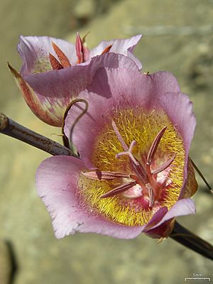 Plummers Mariposa Lily (4752805920)