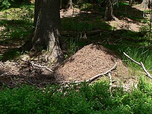 PodJeleníStudánkouMraveniště