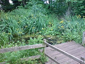Pond, Railway Fields Nature Reserve - geograph.org.uk - 1374244