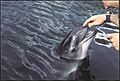 Porpoise touching