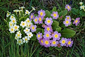 Primrose primula cultivars in Great Canfield churchyard, Essex, England 01