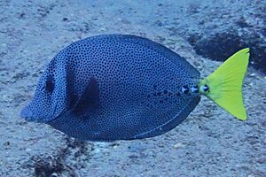 Prionurus laticlavius - Chancho Surgeonfish.jpg