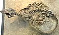 Psittacosaurus mongoliensis - AMNH - DSC06312