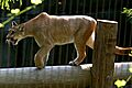 Puma at the memphis zoo