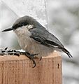 Pygmy Nuthatch (Sitta pygmaea) at a feeder