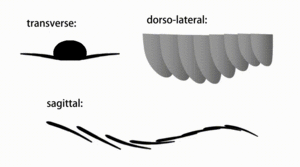 Radiodonta body flaps movement