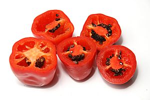 Rocoto