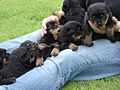 Rottweiler puppies at 3 weeks old