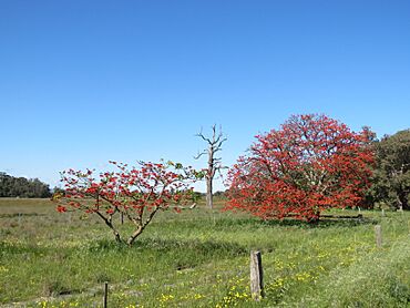 Rural scene in Oakford, Western Australia, August 2022 01.jpg