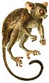 Säugethiere vom Celebes- und Philippinen-Archipel (Taf. III) (white background) (1)