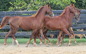 Saddlebred Long Yearlings at Willowbank Farm in Simpsonville, Ky (8081515138)