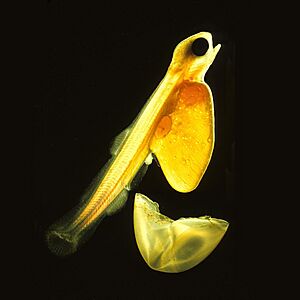 Salmonlarvakils 2