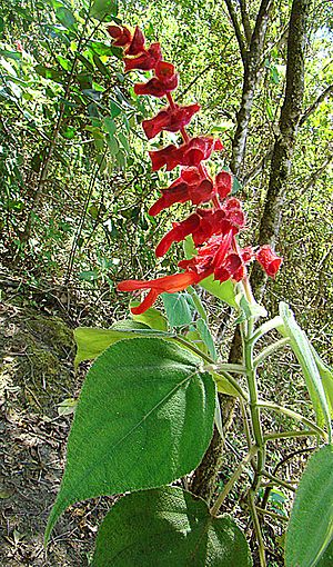 Salvia libanensis (14691034404).jpg