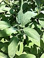 Salvia officinalis Berggarten