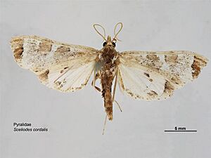 Sceliodes cordalis dorsal