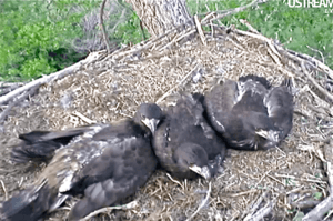 Screenshot from Ustream.tv live feed Decorah eaglets in nest