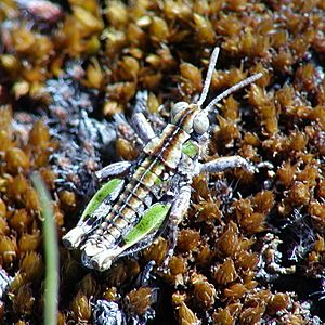 Sigaus minutus Facts for Kids