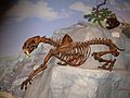 Smilodon skeleton and Felis atrox skull