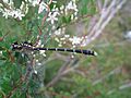 Southern Vicetail showing vice tail (5359413881)