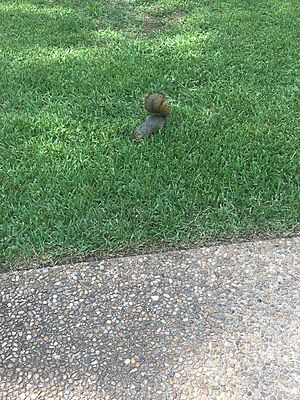 Squirrel in Grass